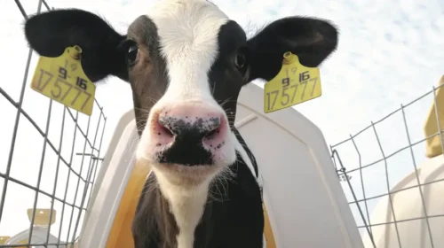 Modern Dairy turns profit before milk prices rebound, awaiting a cyclical turnaround